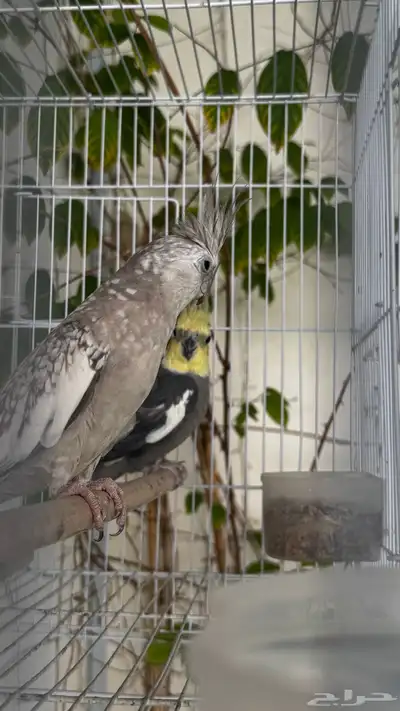 جوز كروان منتج 0