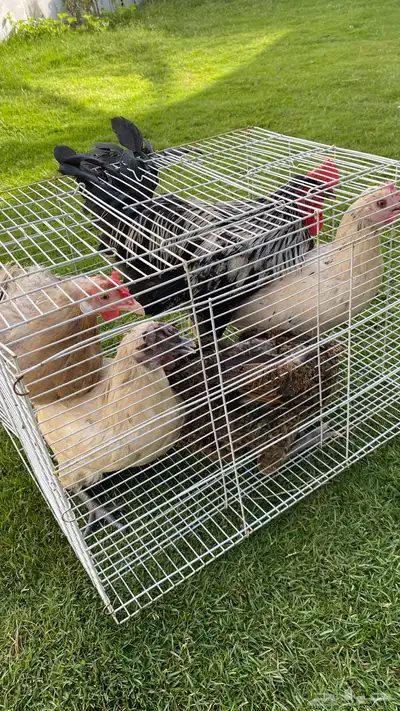 للبيع اربع حبات دجاج بلدي وديك واحد 0