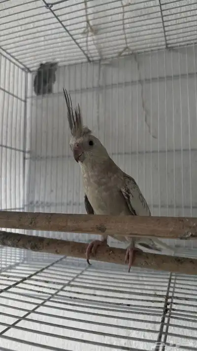 جوز كروان منتج 4