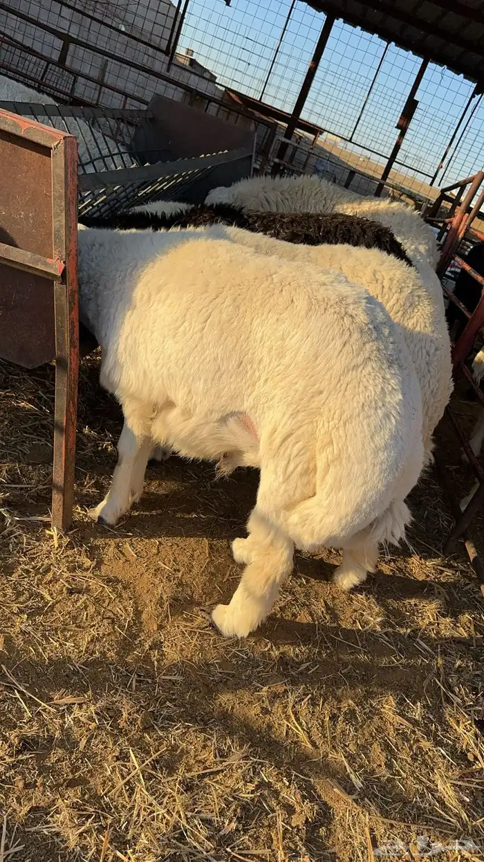 ذبائح حائل 5