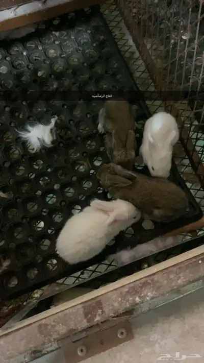 ارانب فلاندر 3