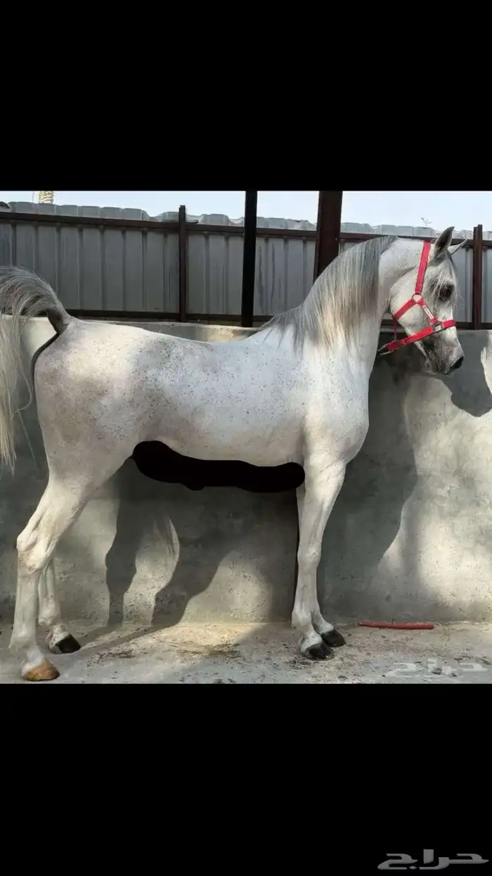 حصان عربي دم فاخر 0