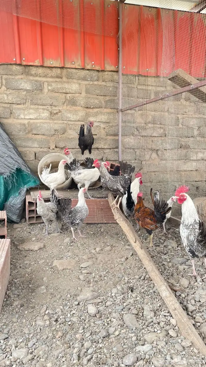 دجاج و ديك 0