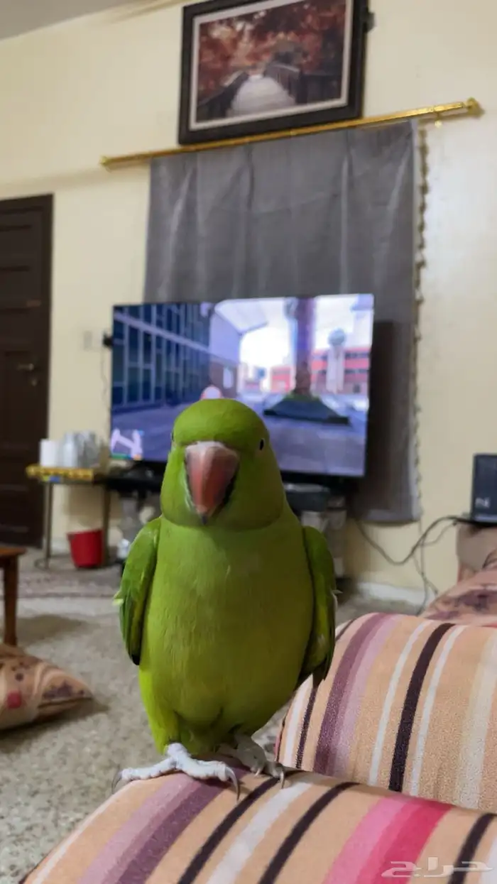 للبيع بغبغاء 0