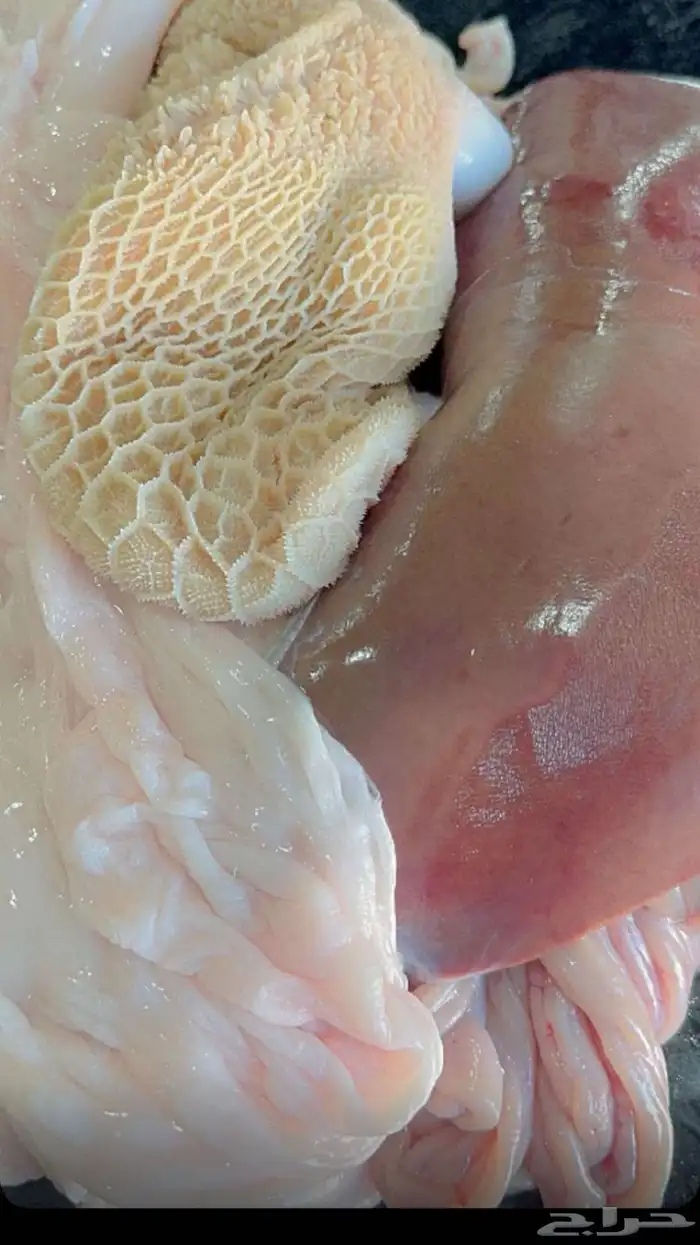 ذبائح حائل 7