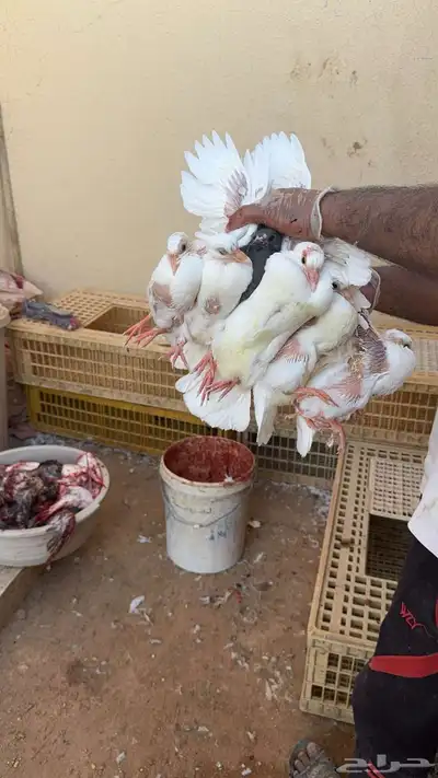 زغاليل ذبح اليوم الجمعه 0