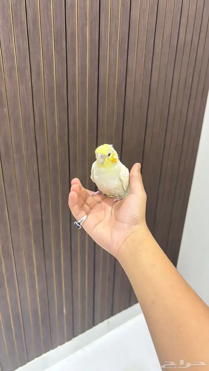 بغبغاءكروان لاتينو 1