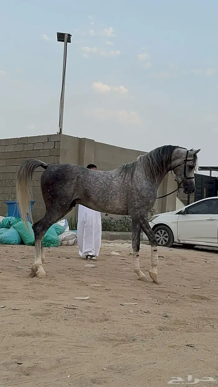 فحل رفيع و مميز ابن بطل العالم اي اس حرير 0
