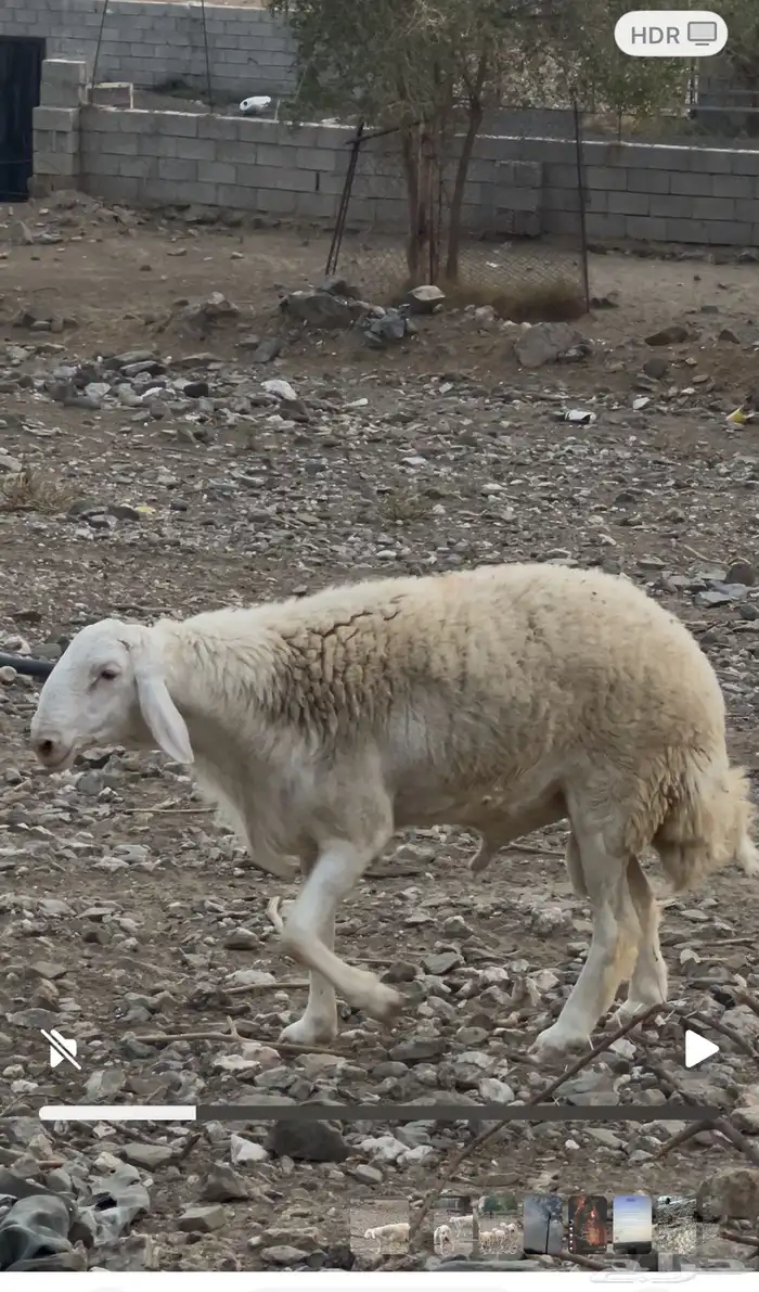طلي صنف الذي بيأسس مراح او يغير فحول ما يجنب عنه 2