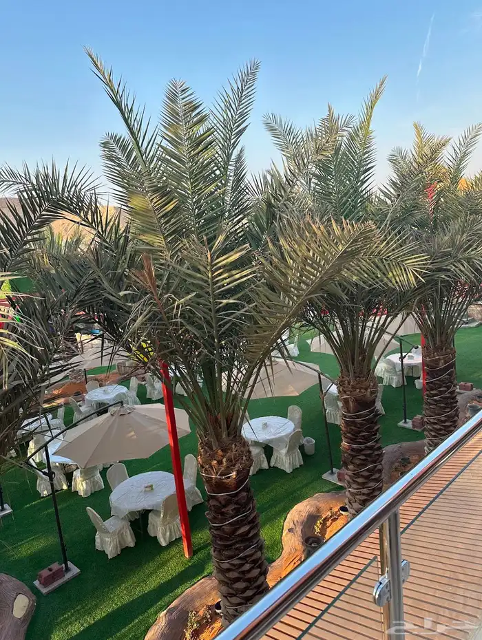 استراحه للبيع منتجع ديراب الرياض 17