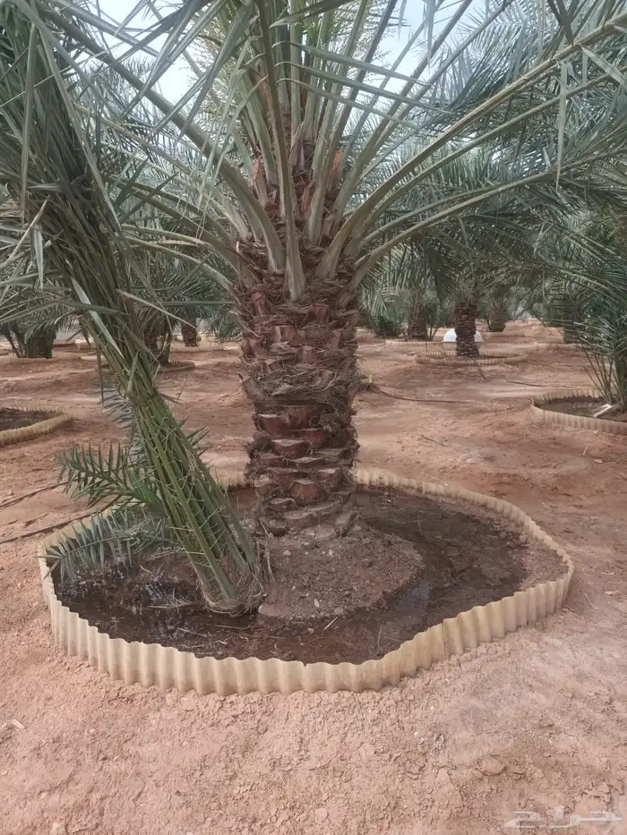 الخرج الرحمانيه العفجه الضبيعه الشديده الهياثم الريحان 3