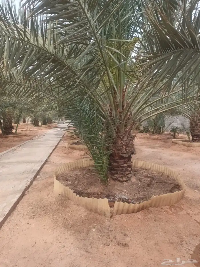 الخرج الرحمانيه العفجه الضبيعه الشديده الهياثم الريحان 5