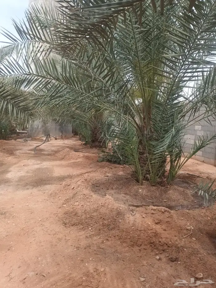 الخرج الرحمانيه العفجه الضبيعه الشديده الهياثم الريحان 6