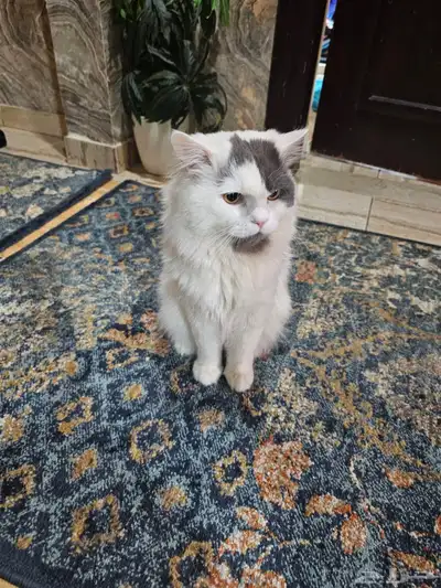 قط للتبني 0