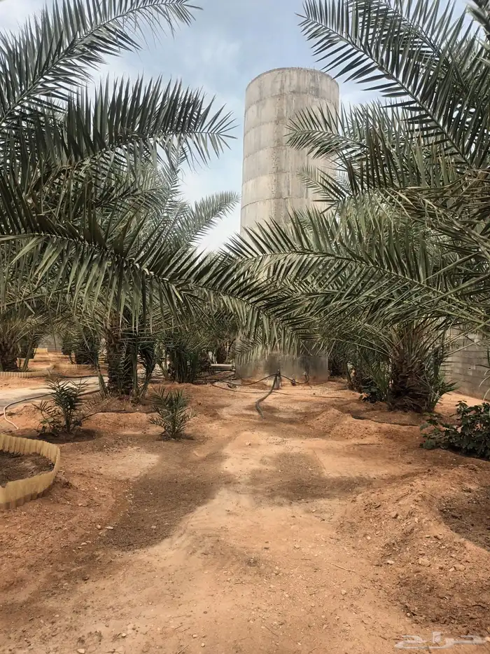الخرج الرحمانيه العفجه الضبيعه الشديده الهياثم الريحان 0
