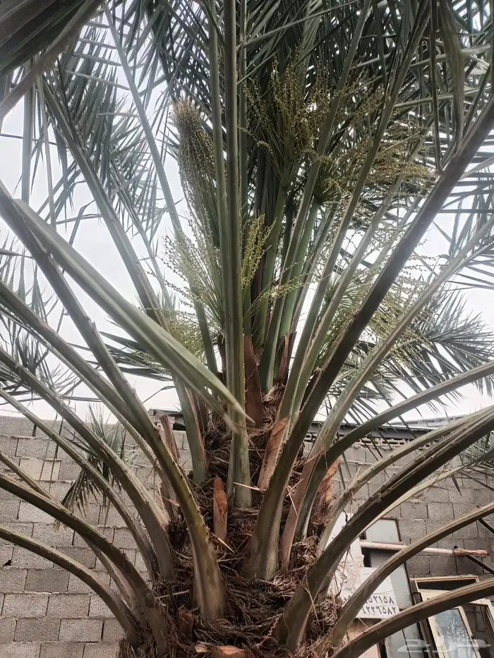 الخرج الرحمانيه العفجه الضبيعه الشديده الهياثم الريحان 7