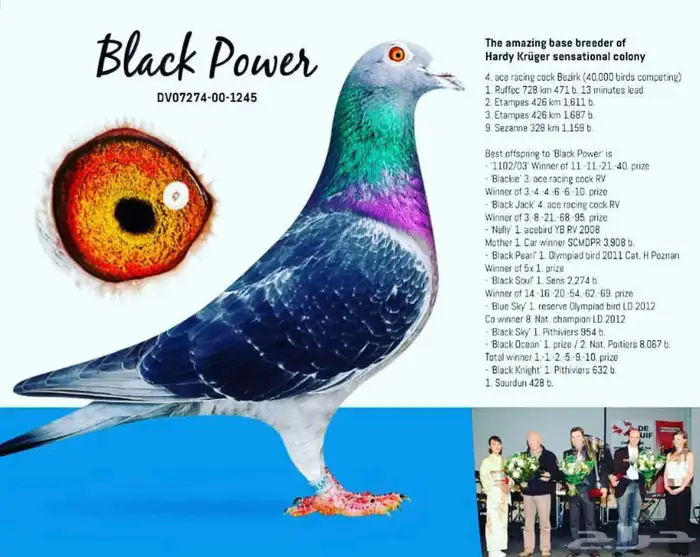 فروخ زاجل سباق 5