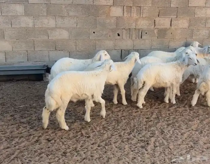 تم البيع 1