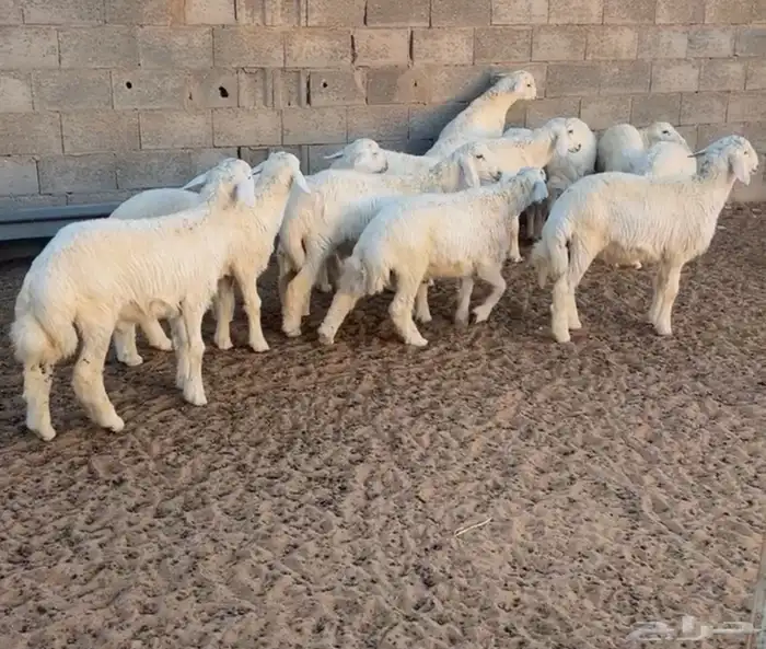 تم البيع 0