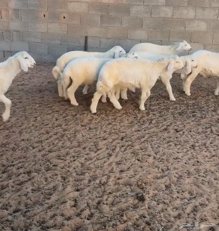 تم البيع 2