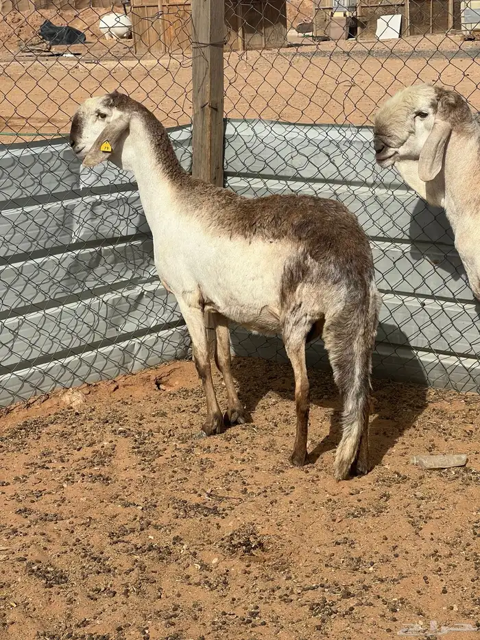 سواكن صنف ( تم البيع) 7