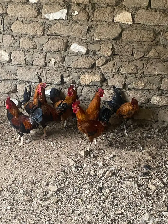 ديوك بلدي 1