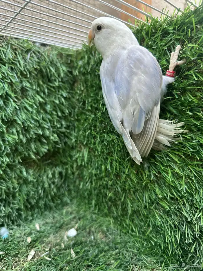 ذكر روز بلد 1