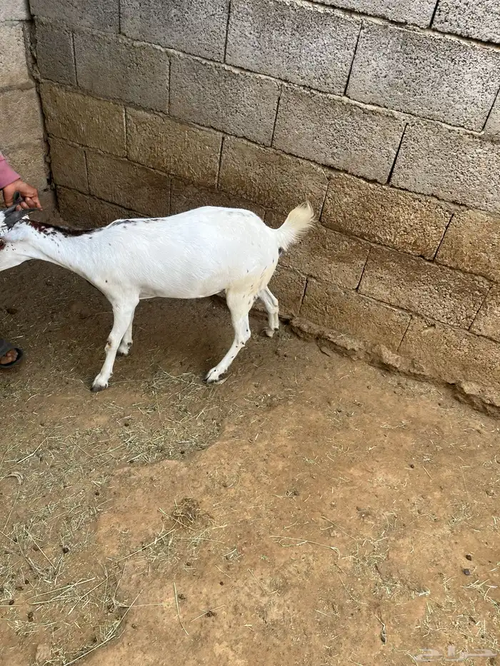 جفرة للبيع المجاردة 1
