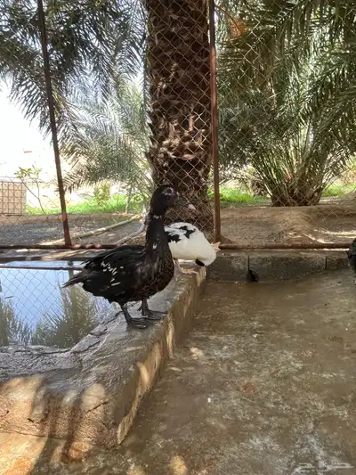 بط مسكوفي 0