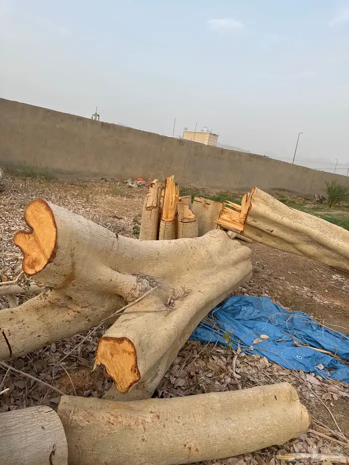 حطب فكس امريكي 5