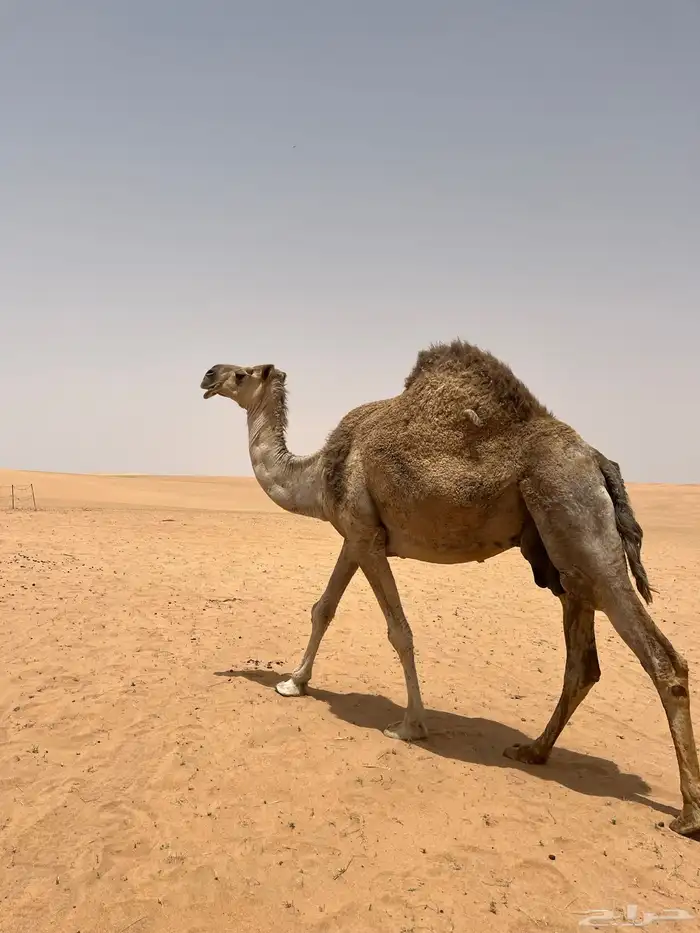 للبيع ناقه 0