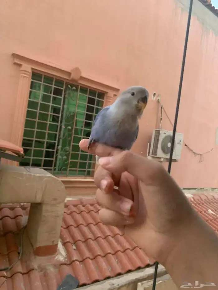 طيرين روز ضايعين 1