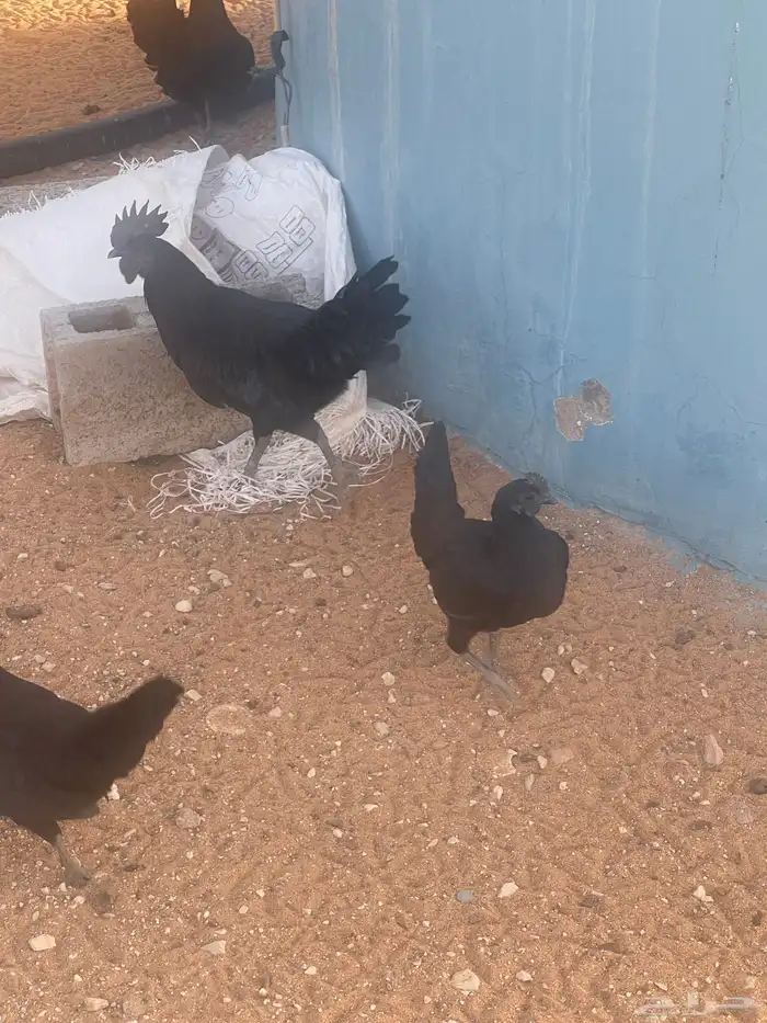 دجاج اندونيسي صافي 0
