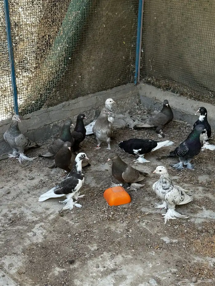 حمام قلابي تركي 0