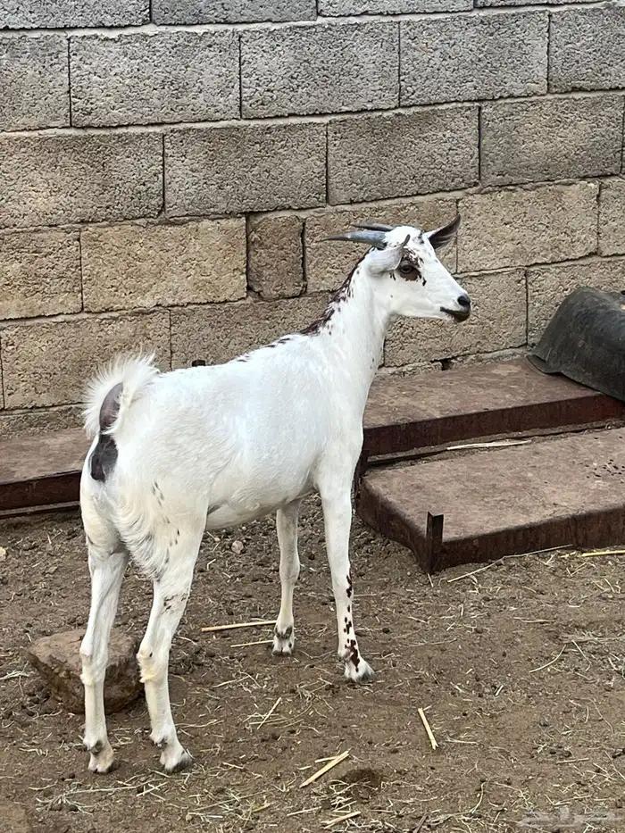 جفرة للبيع المجاردة 0