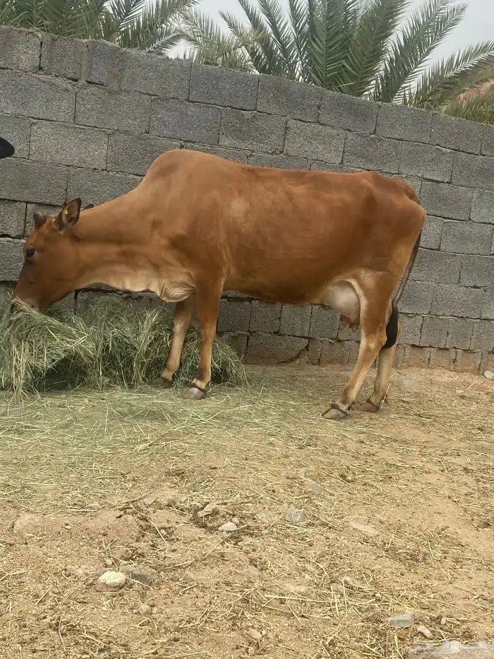 بقره بلدي فاخره 0