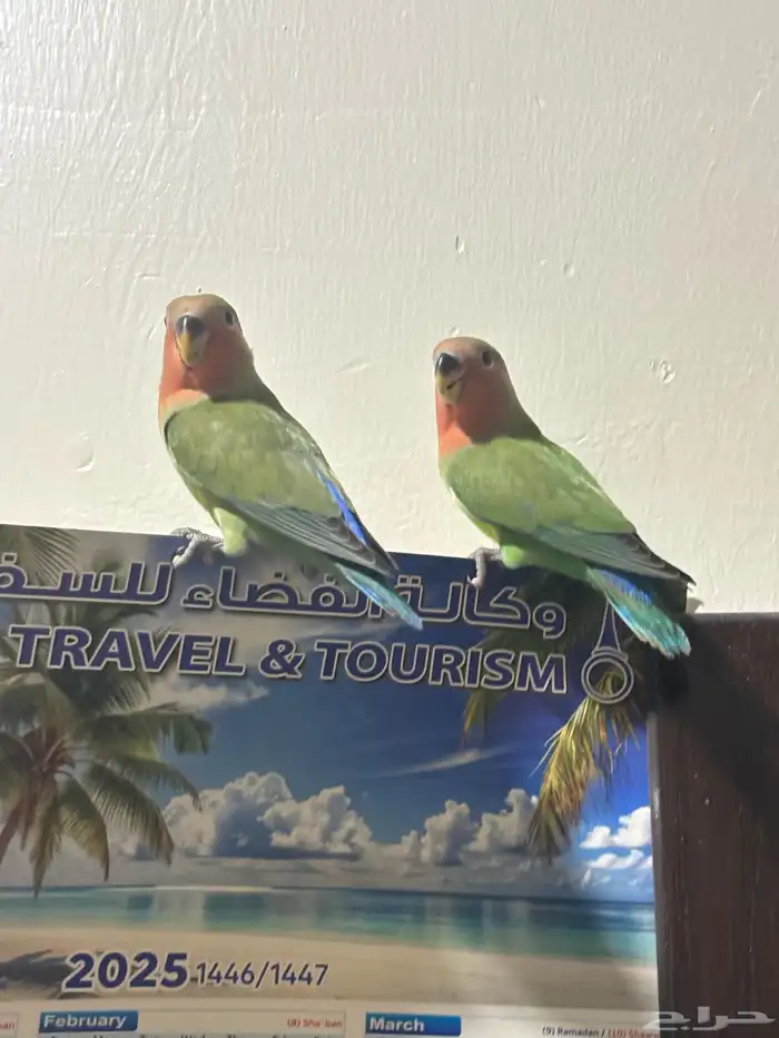 فروخ روز اليفه 1