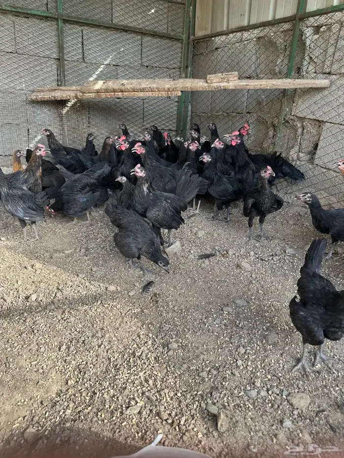 للبيع دجاج بلدي 3