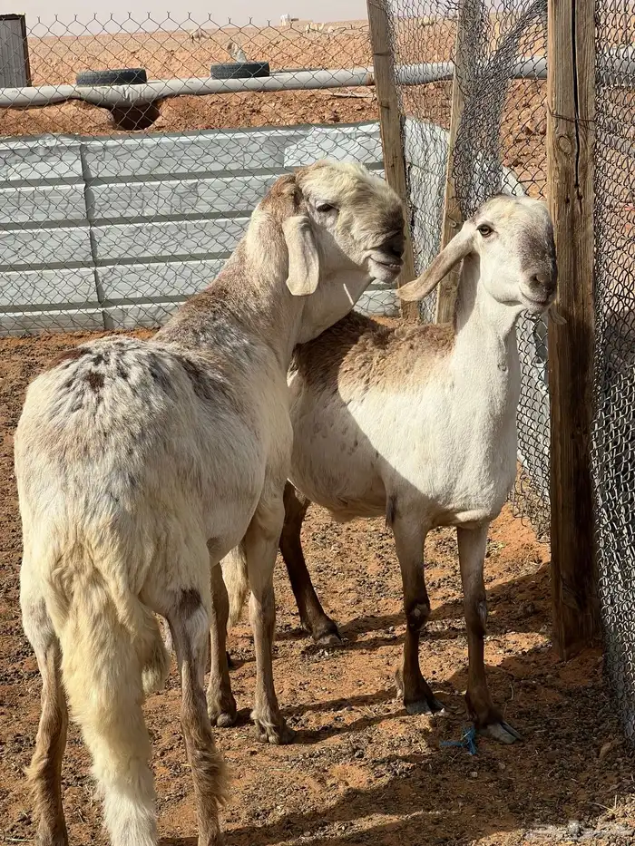 سواكن صنف ( تم البيع) 1