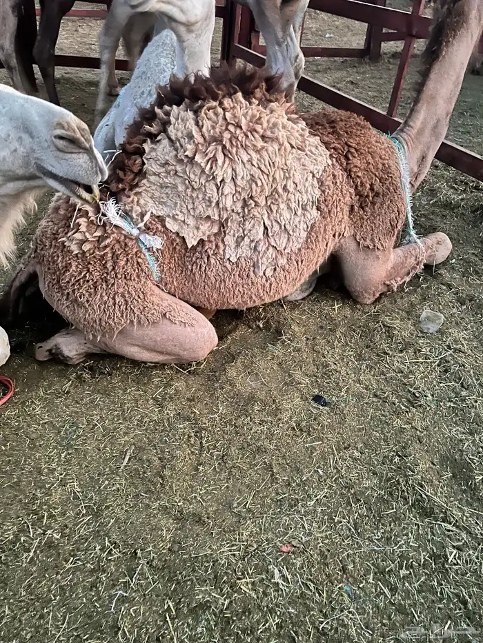 قعدان بغدي 9