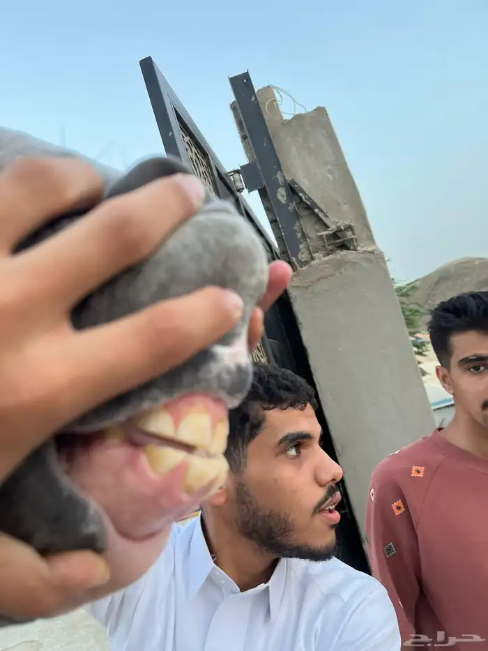 فحل رفيع و مميز ابن بطل العالم اي اس حرير 2