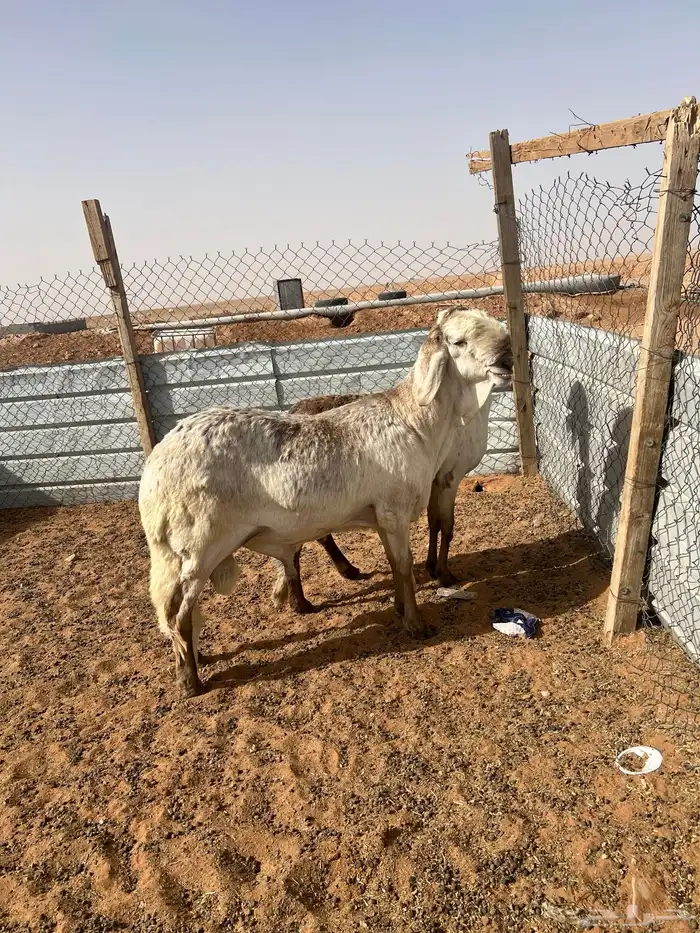 سواكن صنف ( تم البيع) 17