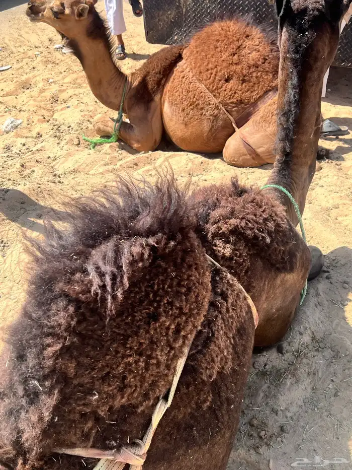 قعدان بغدي 5