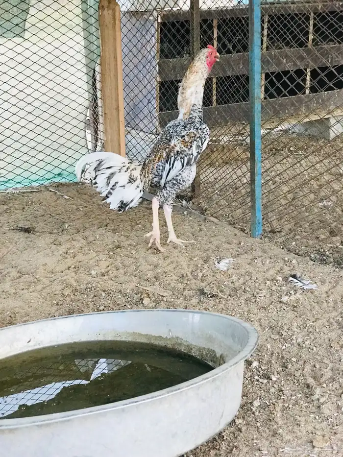 جوز سندي بشاير نادر 1