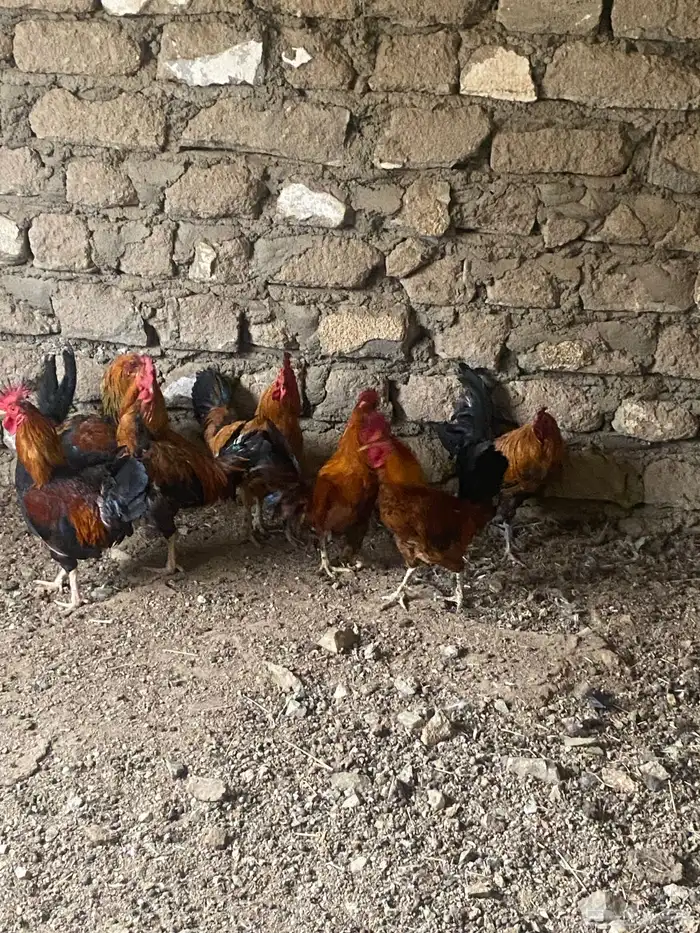 ديوك بلدي 2