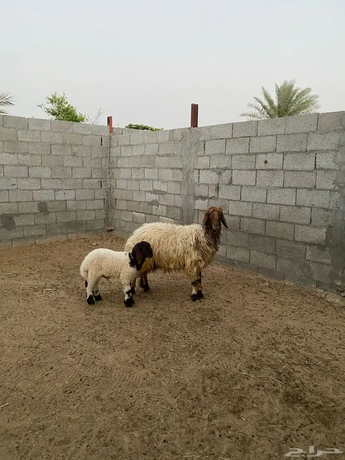 شاة نعيم صنف رغوث تم البيع 0