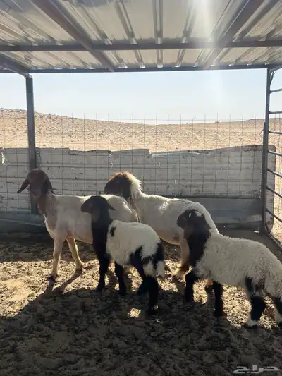 تم البيع 0