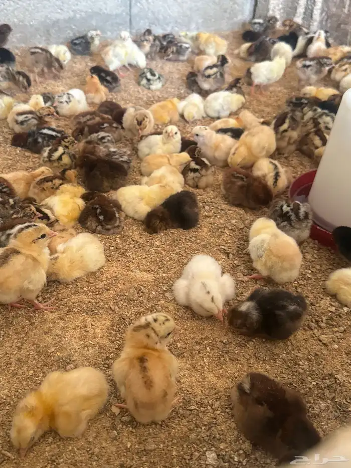صوص دجاج فيوم وبلدي 1