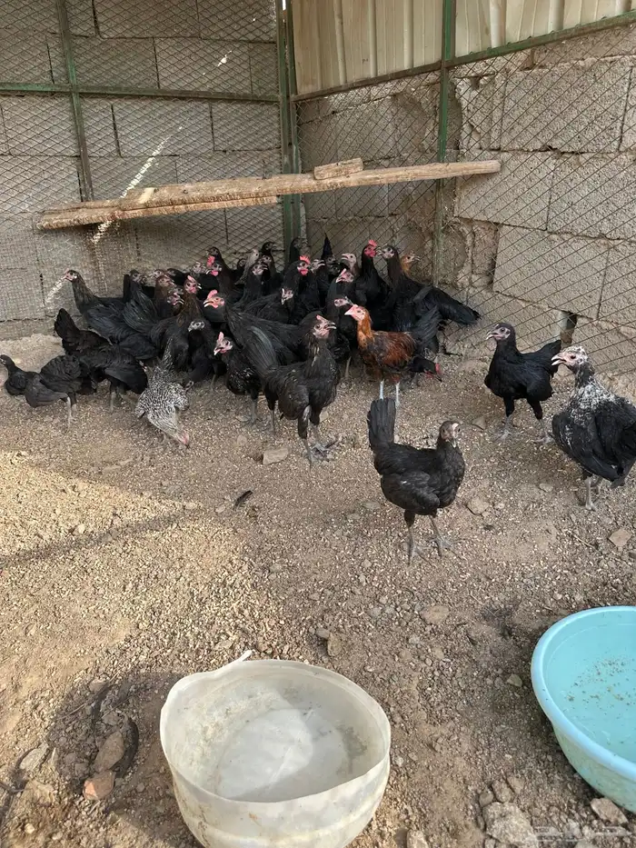 للبيع دجاج بلدي 1