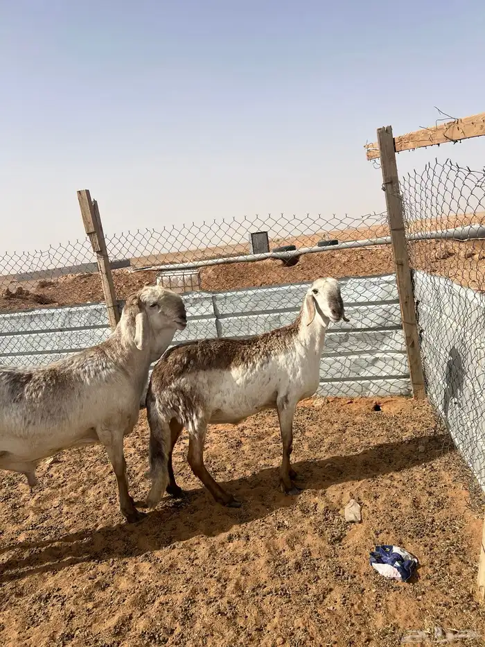 سواكن صنف ( تم البيع) 12